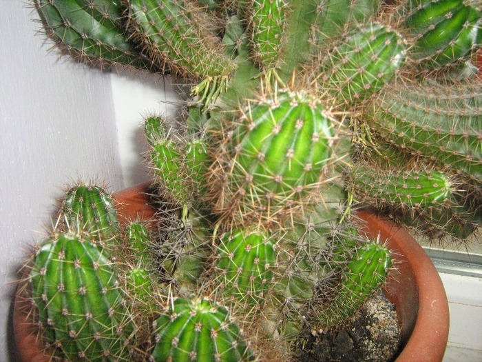 IMG_4751 - cactus colonar