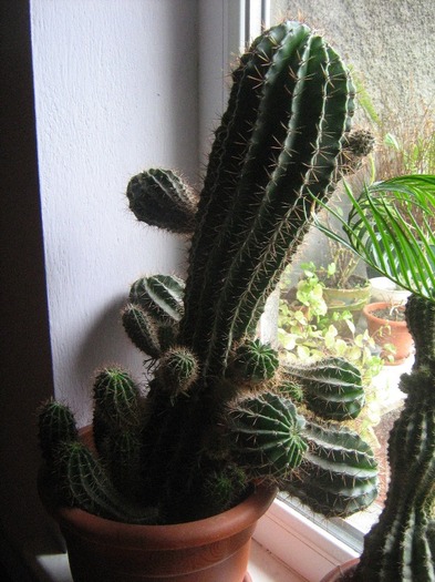 IMG_4744 - cactus colonar