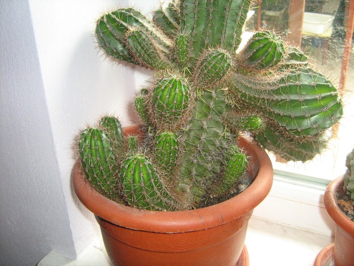 IMG_4745 - cactus colonar