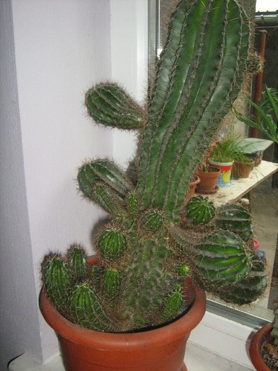 IMG_4746 - cactus colonar