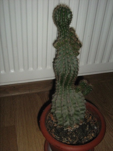 IMG_4747 - cactus colonar
