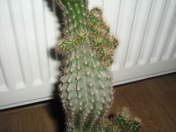 IMG_4748 - cactus colonar