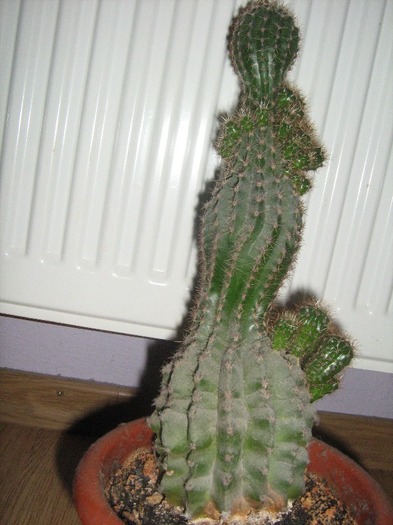 IMG_4749 - cactus colonar