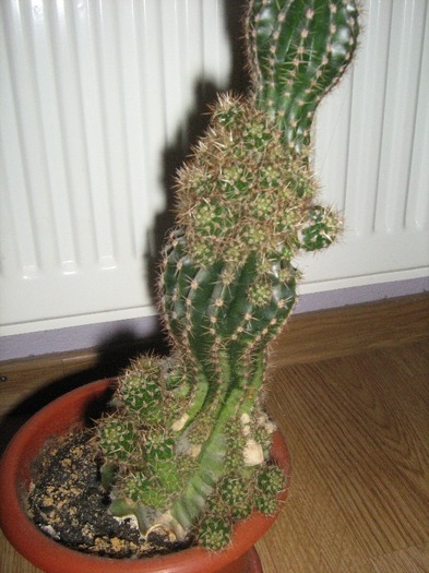 IMG_4750 - cactus colonar