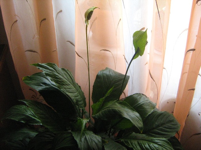 IMG_4737 - Spathiphyllum