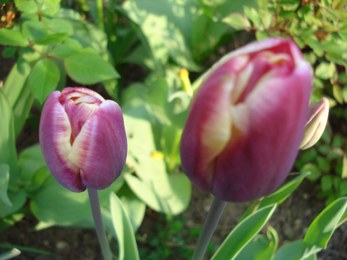Tulipa Atlantis (2011, April 27)