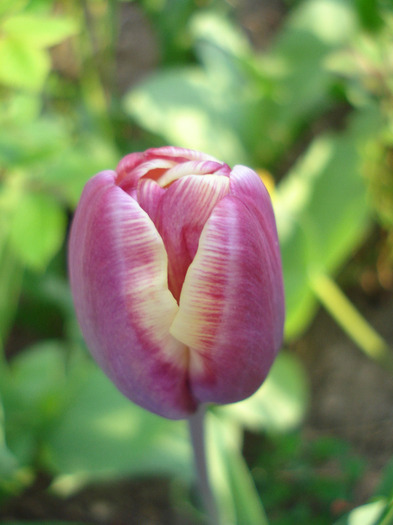 Tulipa Atlantis (2011, April 27)