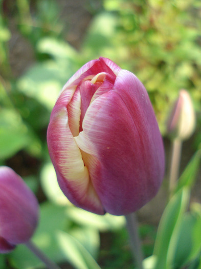 Tulipa Atlantis (2011, April 27)