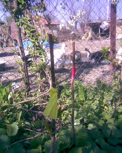 Visini b 24 aprilie prinsi