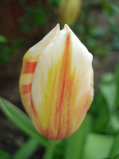 Tulipa Happy Generation (2011, April 26)