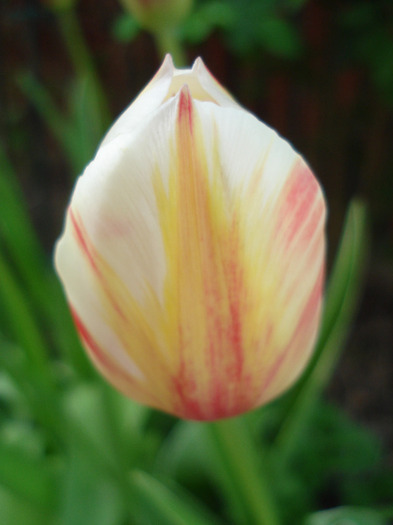 Tulipa Happy Generation (2011, April 26) - Tulipa Happy Generation