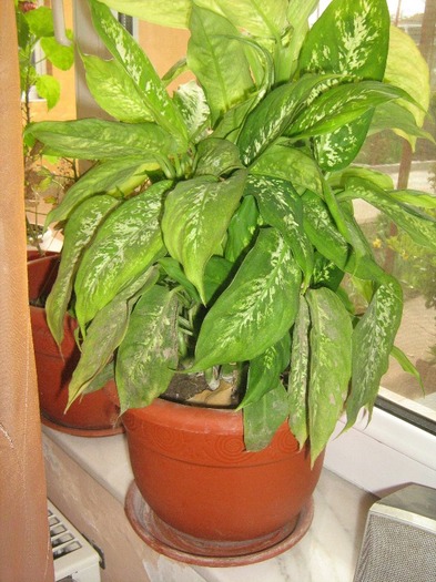 IMG_4775 - Dieffenbachia