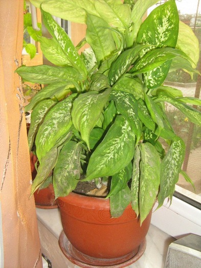 IMG_4773 - Dieffenbachia