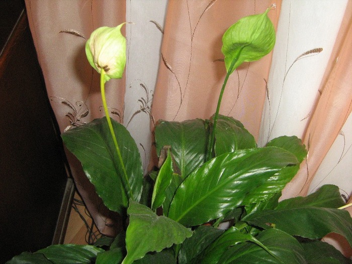 Spathiphyllum pui - 8 lei - AAA - VANZARE