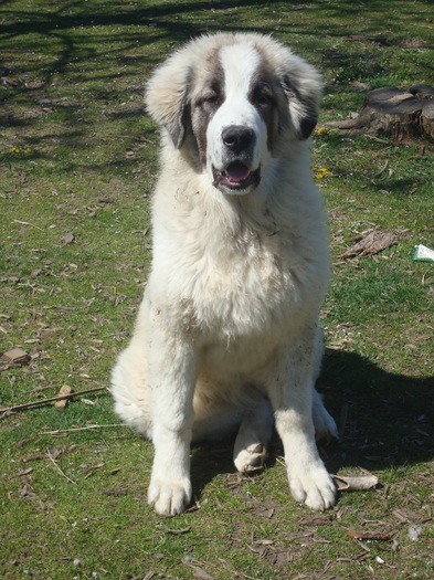 DSC01530; Braduta 7 luni
