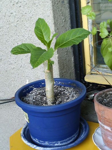 aprilie 048 - BRUGMANSIA-trompeta ingerului