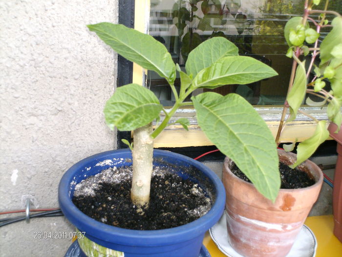 aprilie 087 - BRUGMANSIA-trompeta ingerului