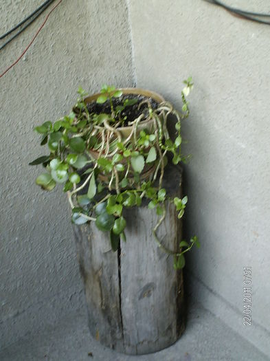 aprilie 047 - florile mele _2011