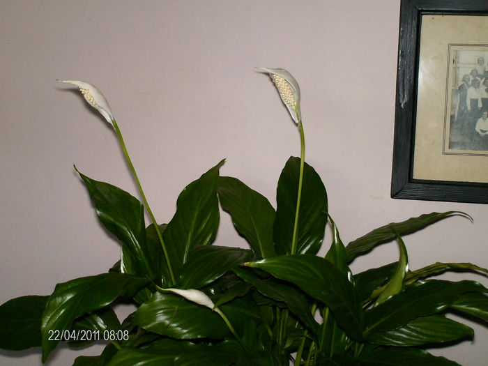 aprilie 061 - florile mele _2011