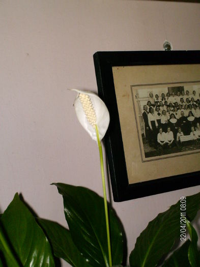 aprilie 062 - florile mele _2011