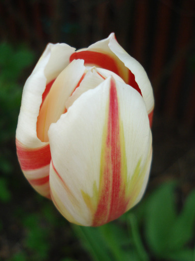 Tulipa Happy Generation (2011, April 27) - Tulipa Happy Generation
