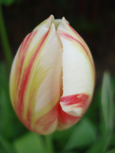 Tulipa Happy Generation (2011, April 27) - Tulipa Happy Generation