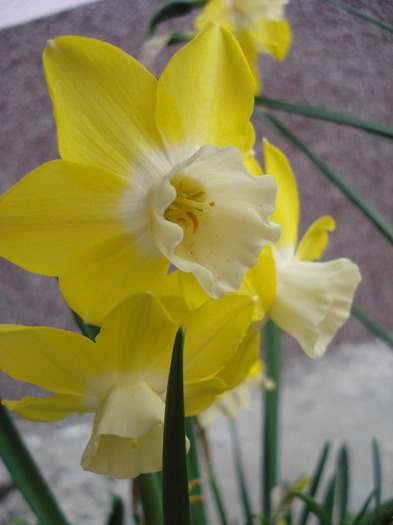 Daffodil Pipit (2011, April 27) - Narcissus Pipit