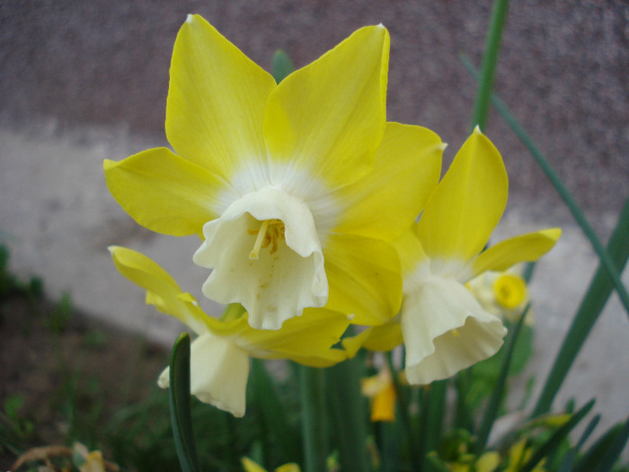 Daffodil Pipit (2011, April 27)