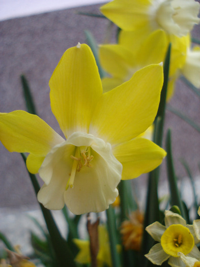 Daffodil Pipit (2011, April 27) - Narcissus Pipit