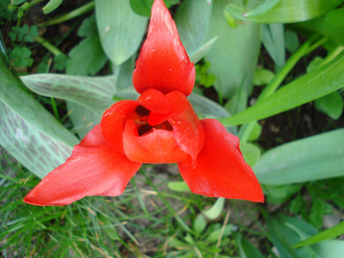 Tulipa Red Riding Hood (2011, April 27)