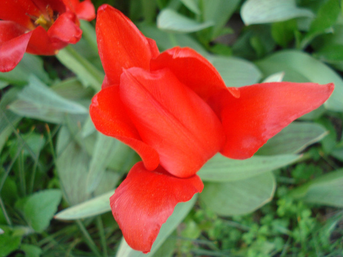 Tulipa Red Riding Hood (2011, April 27) - Tulipa Red Riding Hood
