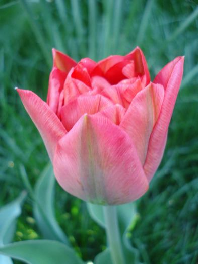 Tulipa Red (2011, April 21) - Tulipa Red