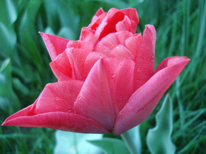 Tulipa Red (2011, April 23) - Tulipa Red