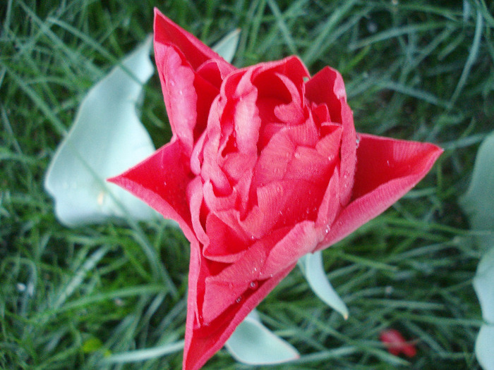 Tulipa Red (2011, April 23) Tulipa Red (2011, April 23)