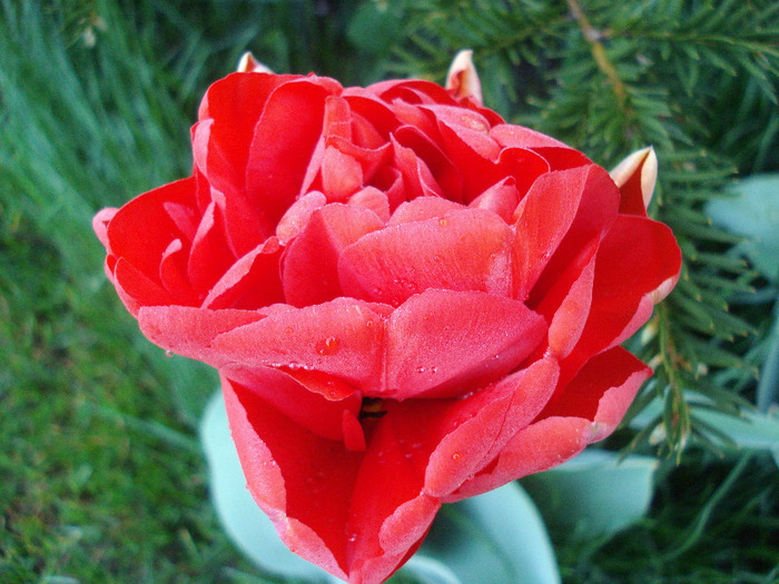 Tulipa Red (2011, April 23) Tulipa Red (2011, April 23)