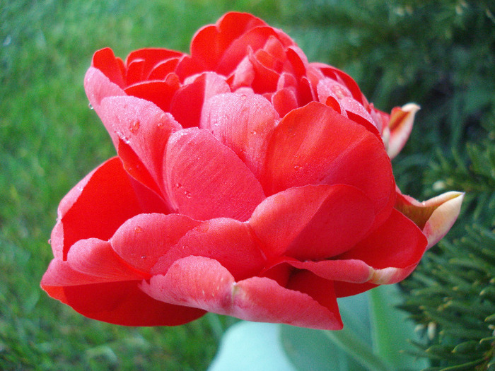 Tulipa Red (2011, April 23) - Tulipa Red