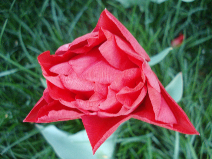 Tulipa Red (2011, April 24) - Tulipa Red