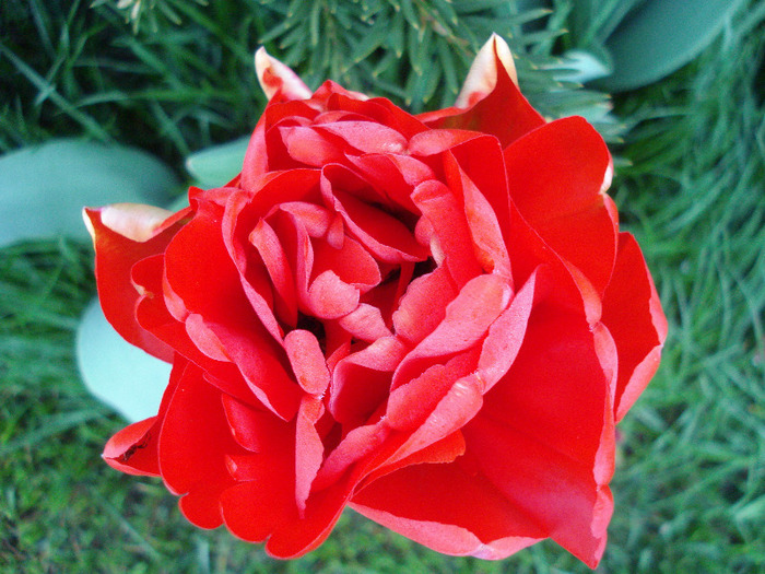 Tulipa Red (2011, April 24) - Tulipa Red