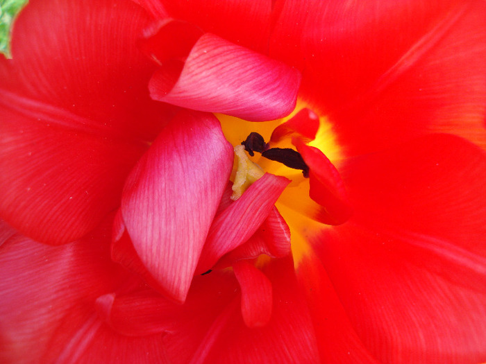 Tulipa Red (2011, April 25) - Tulipa Red