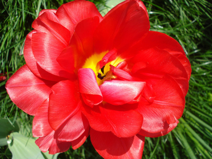 Tulipa Red (2011, April 25) - Tulipa Red