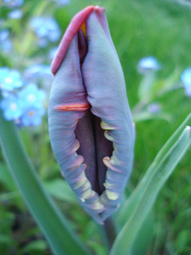 Tulipa Rococo (2011, April 22) - Tulipa Rococo Parrot