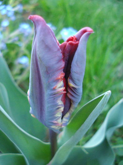 Tulipa Rococo (2011, April 22) - Tulipa Rococo Parrot