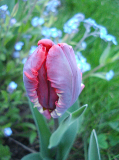 Tulipa Rococo (2011, April 24)