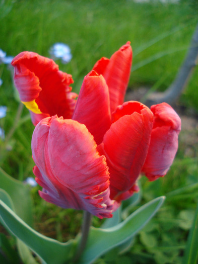 Tulipa Rococo (2011, April 24)