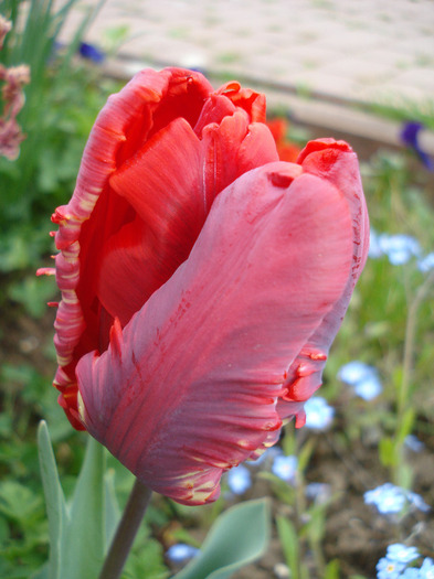 Tulipa Rococo (2011, April 27)