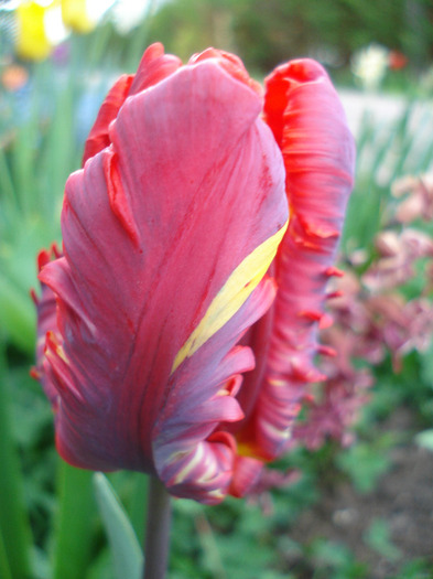 Tulipa Rococo (2011, April 27)