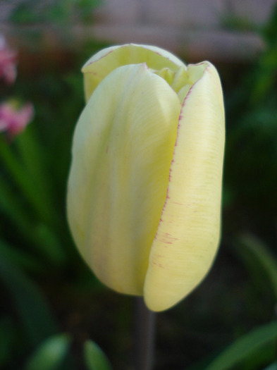 Tulipa Shirley (2011, April 24) - Tulipa Shirley