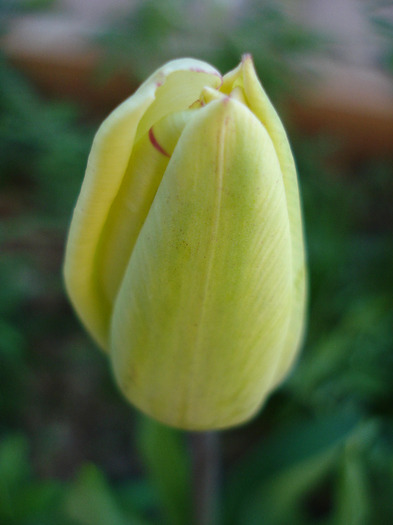 Tulipa Shirley (2011, April 24)