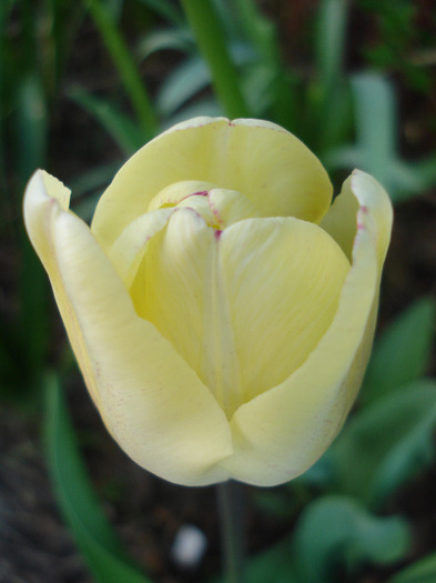 Tulipa Shirley (2011, April 25)