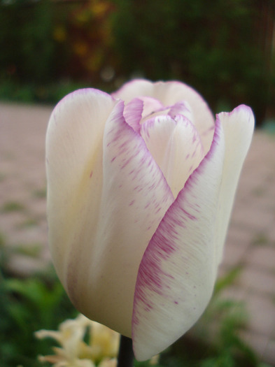 Tulipa Shirley (2011, April 27)